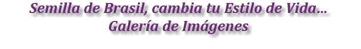 Semilla de Brasil, cambia tu Estilo de Vida…
Galería de Imágenes
